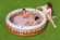 Детский надувной бассейн Bestway "Праздник мороженого" 1.60 x 0.38 м, артикул 51144